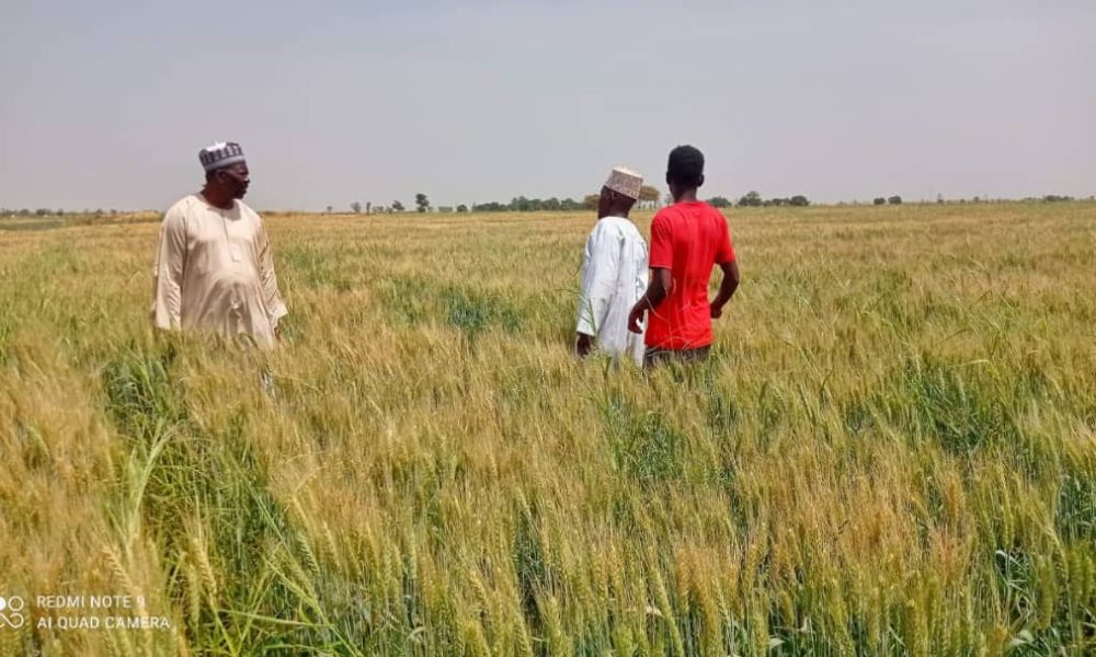 Wheat farm in Jigawa State