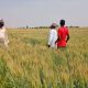 Wheat farm in Jigawa State