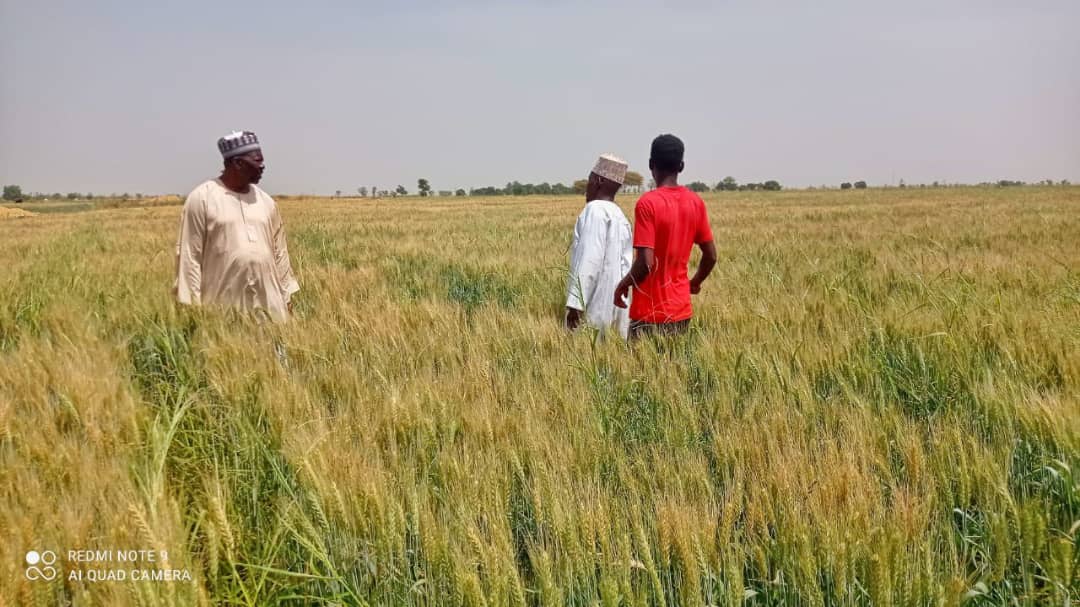 Wheat farm in Jigawa State